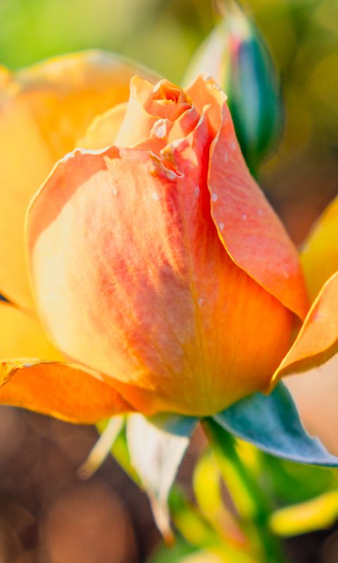 480x800 Wallpaper rose, petals, flower, bud, plant