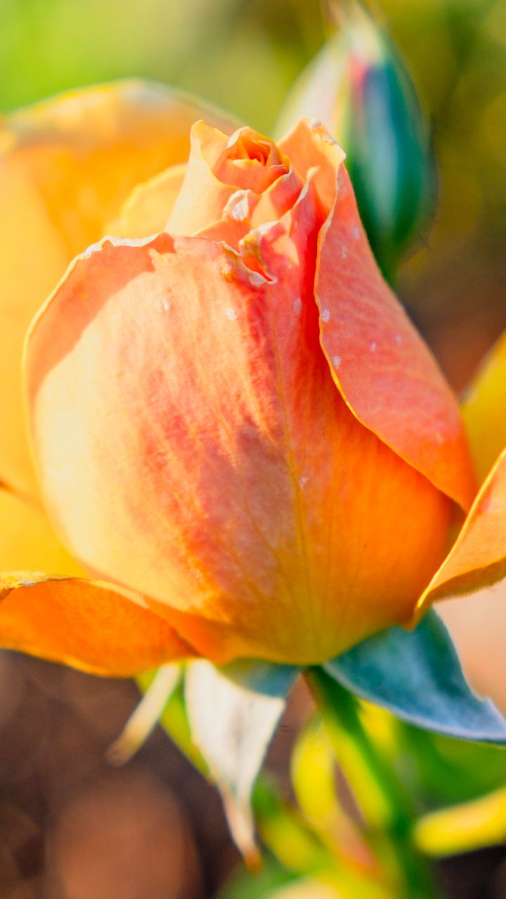 720x1280 Wallpaper rose, petals, flower, bud, plant