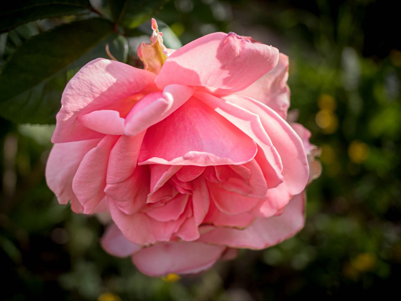 1280x960 Wallpaper rose, petals, flower, pink, blur