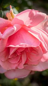 Preview wallpaper rose, petals, flower, pink, blur