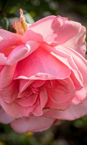 Preview wallpaper rose, petals, flower, pink, blur