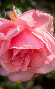 Preview wallpaper rose, petals, flower, pink, blur