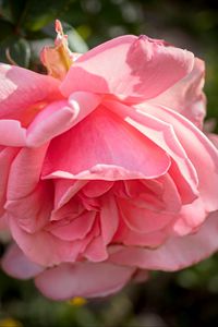 Preview wallpaper rose, petals, flower, pink, blur