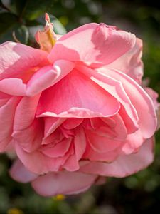 Preview wallpaper rose, petals, flower, pink, blur