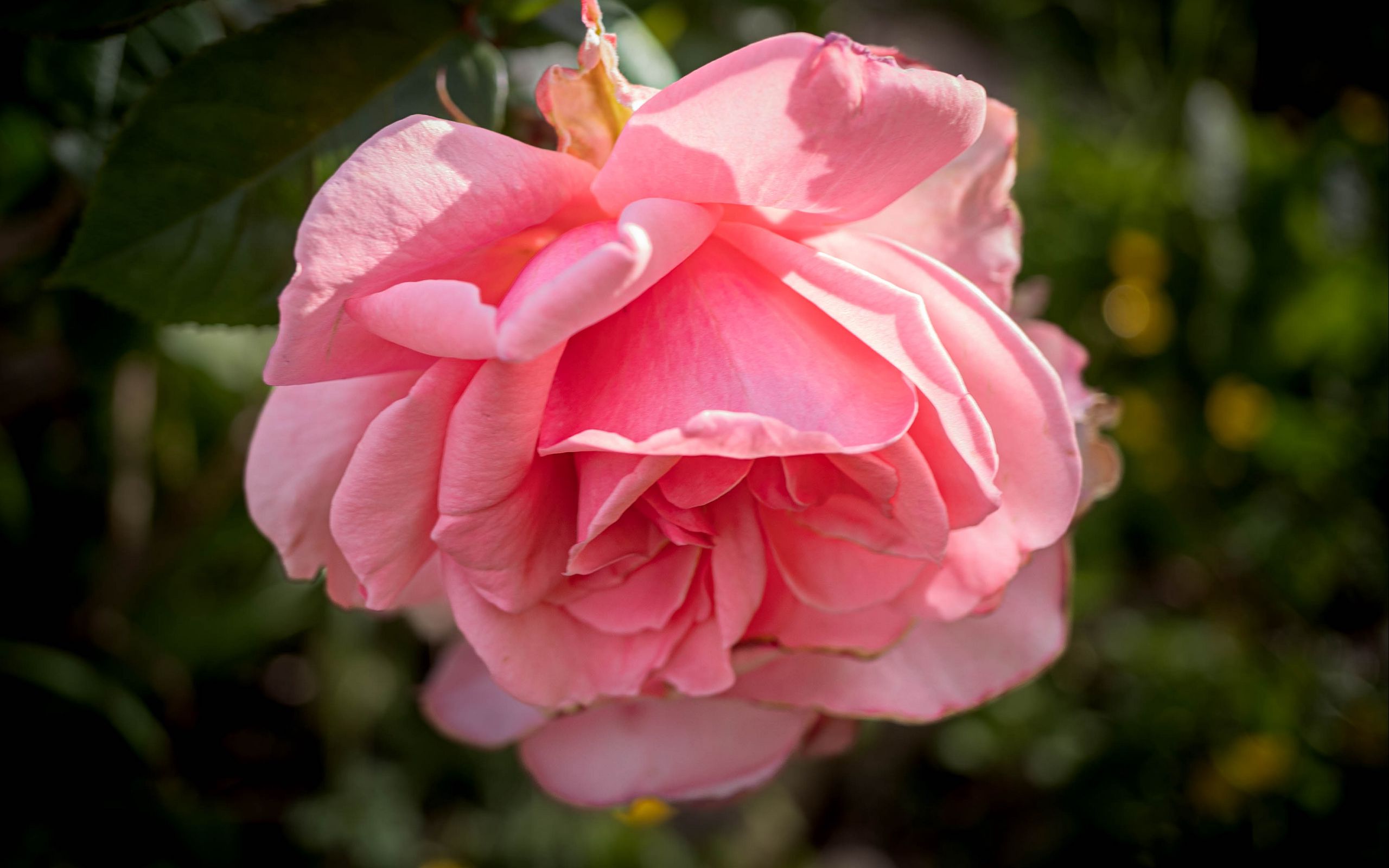 2560x1600 Wallpaper rose, petals, flower, pink, blur