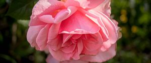 Preview wallpaper rose, petals, flower, pink, blur