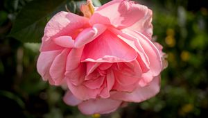 Preview wallpaper rose, petals, flower, pink, blur