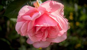 Preview wallpaper rose, petals, flower, pink, blur