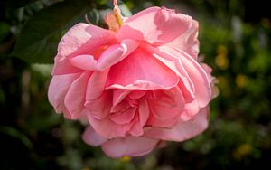 Preview wallpaper rose, petals, flower, pink, blur