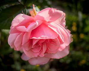 Preview wallpaper rose, petals, flower, pink, blur