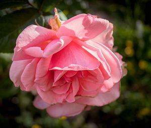 Preview wallpaper rose, petals, flower, pink, blur