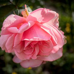 Preview wallpaper rose, petals, flower, pink, blur