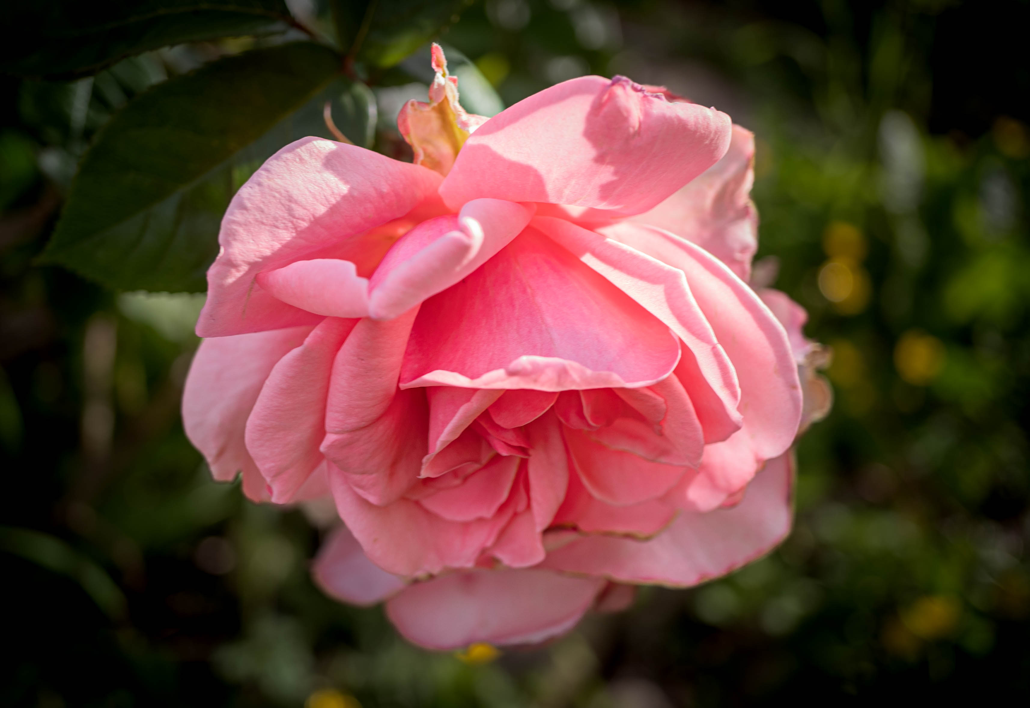 3429x2357 Wallpaper rose, petals, flower, pink, blur