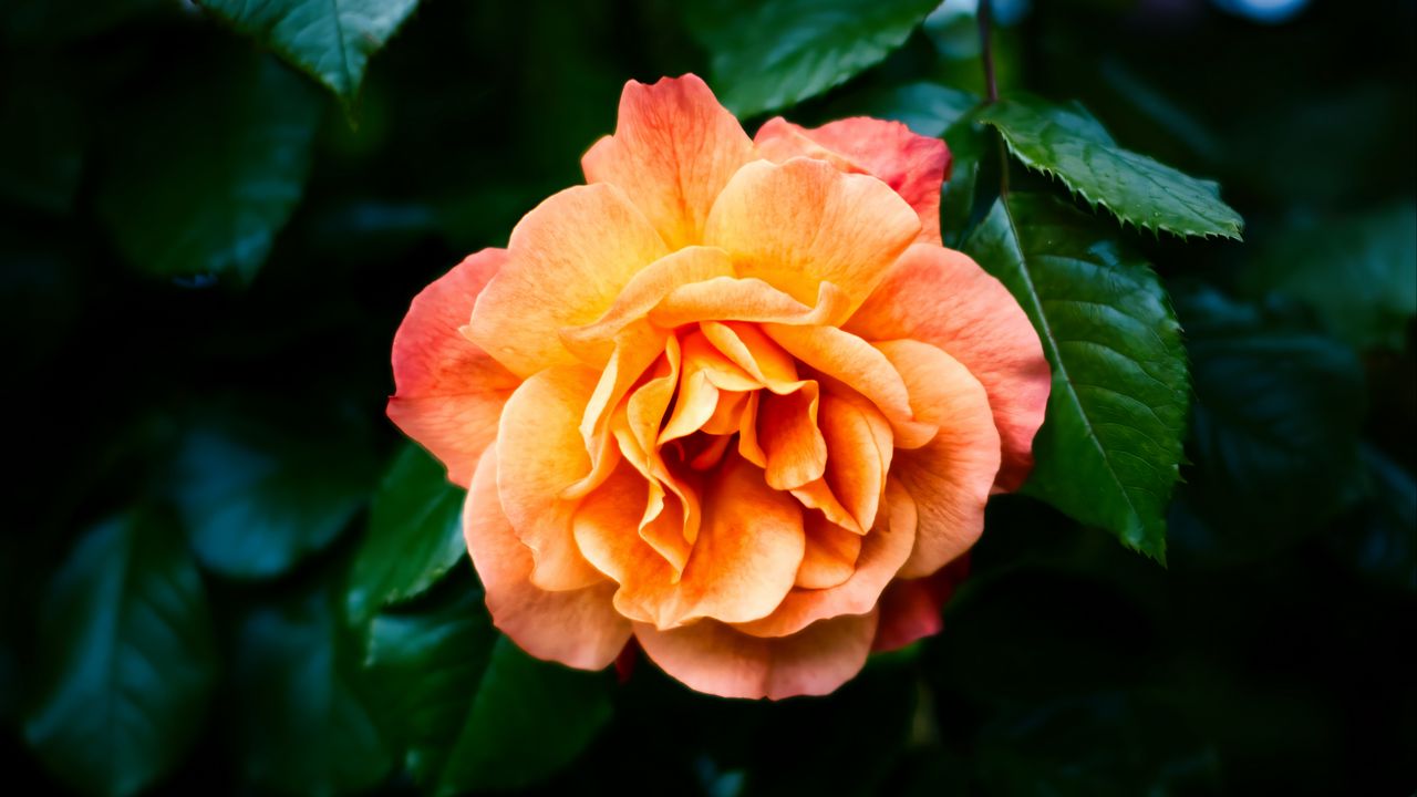 Wallpaper rose, petals, flower, leaves, plant, bush, yellow