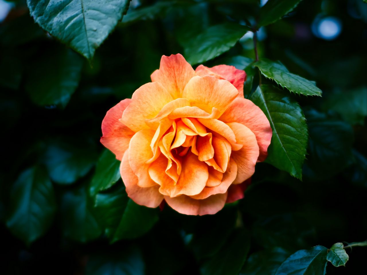 1280x960 Wallpaper rose, petals, flower, leaves, plant, bush, yellow