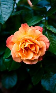 Preview wallpaper rose, petals, flower, leaves, plant, bush, yellow