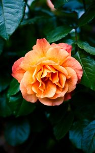 Preview wallpaper rose, petals, flower, leaves, plant, bush, yellow