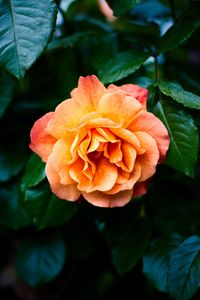 Preview wallpaper rose, petals, flower, leaves, plant, bush, yellow