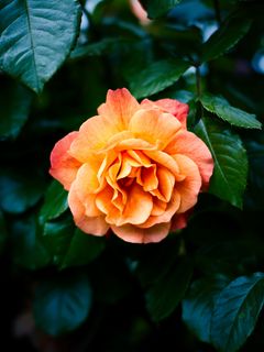 240x320 Wallpaper rose, petals, flower, leaves, plant, bush, yellow