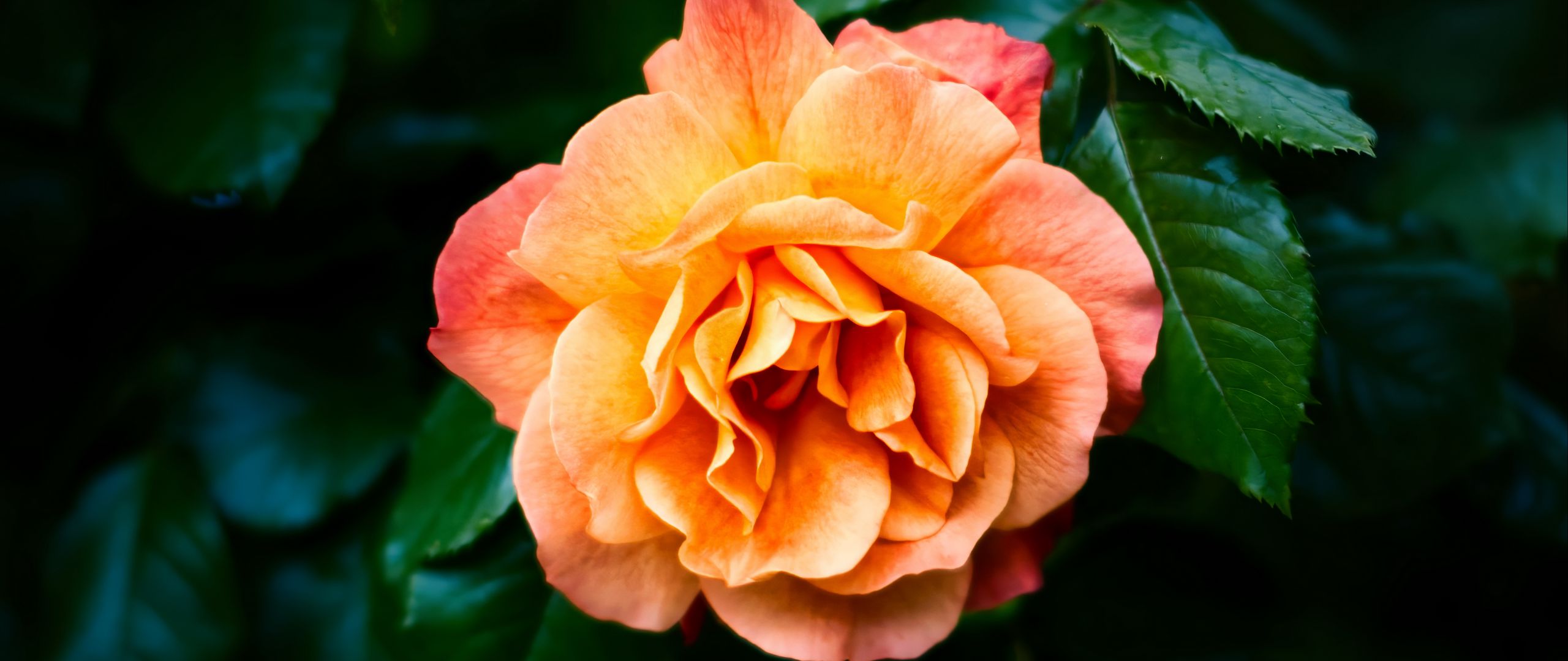 2560x1080 Wallpaper rose, petals, flower, leaves, plant, bush, yellow