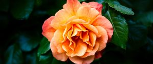 Preview wallpaper rose, petals, flower, leaves, plant, bush, yellow