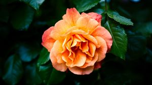 Preview wallpaper rose, petals, flower, leaves, plant, bush, yellow