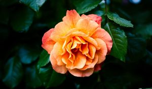 Preview wallpaper rose, petals, flower, leaves, plant, bush, yellow