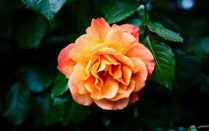 Preview wallpaper rose, petals, flower, leaves, plant, bush, yellow