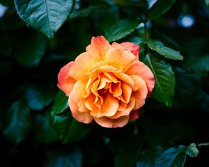 Preview wallpaper rose, petals, flower, leaves, plant, bush, yellow