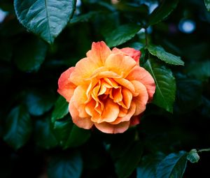 Preview wallpaper rose, petals, flower, leaves, plant, bush, yellow