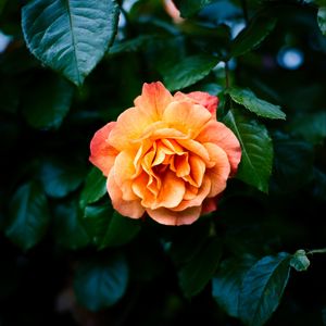 Preview wallpaper rose, petals, flower, leaves, plant, bush, yellow