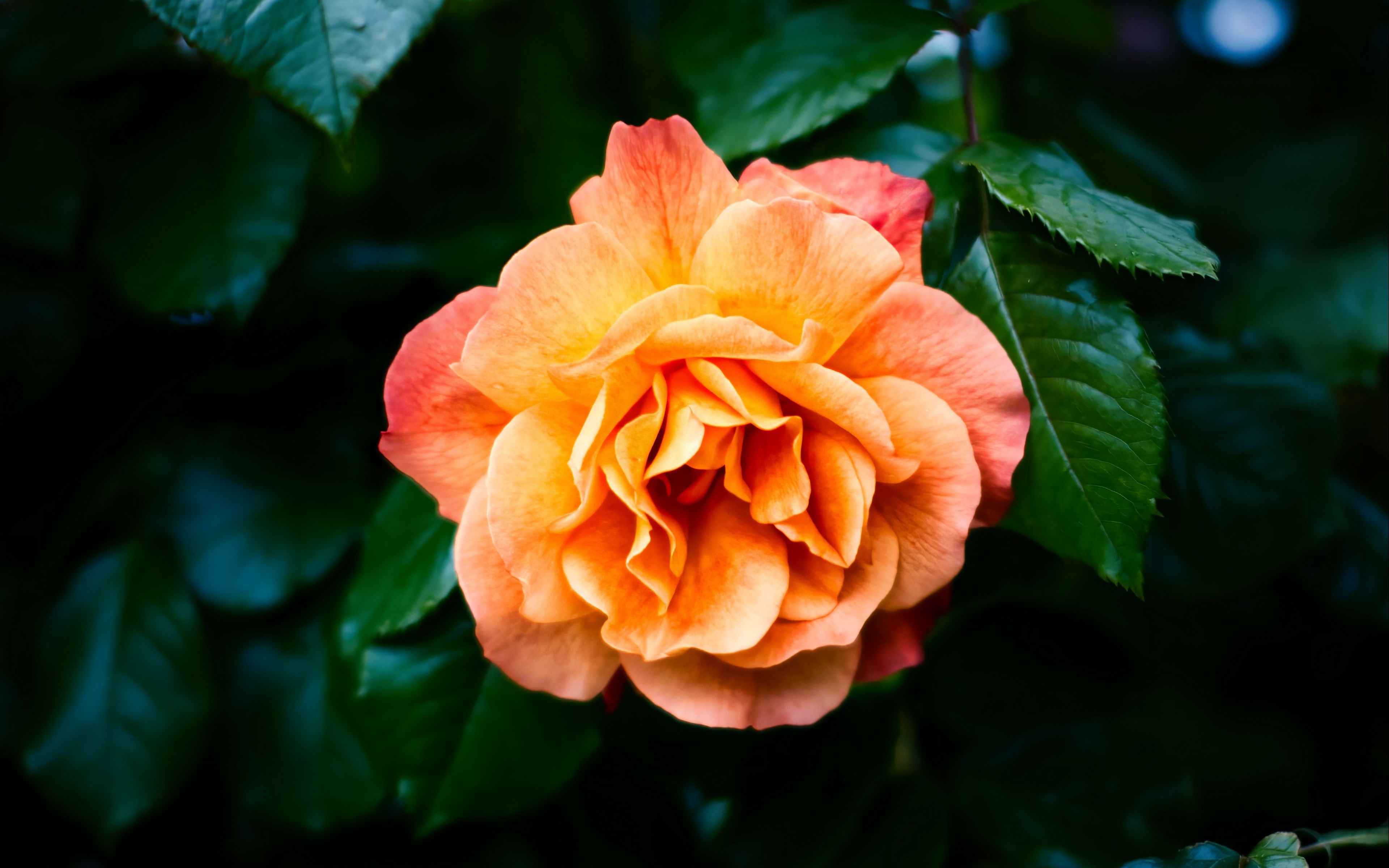 3840x2400 Wallpaper rose, petals, flower, leaves, plant, bush, yellow