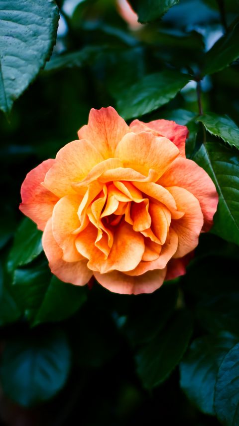 480x854 Wallpaper rose, petals, flower, leaves, plant, bush, yellow