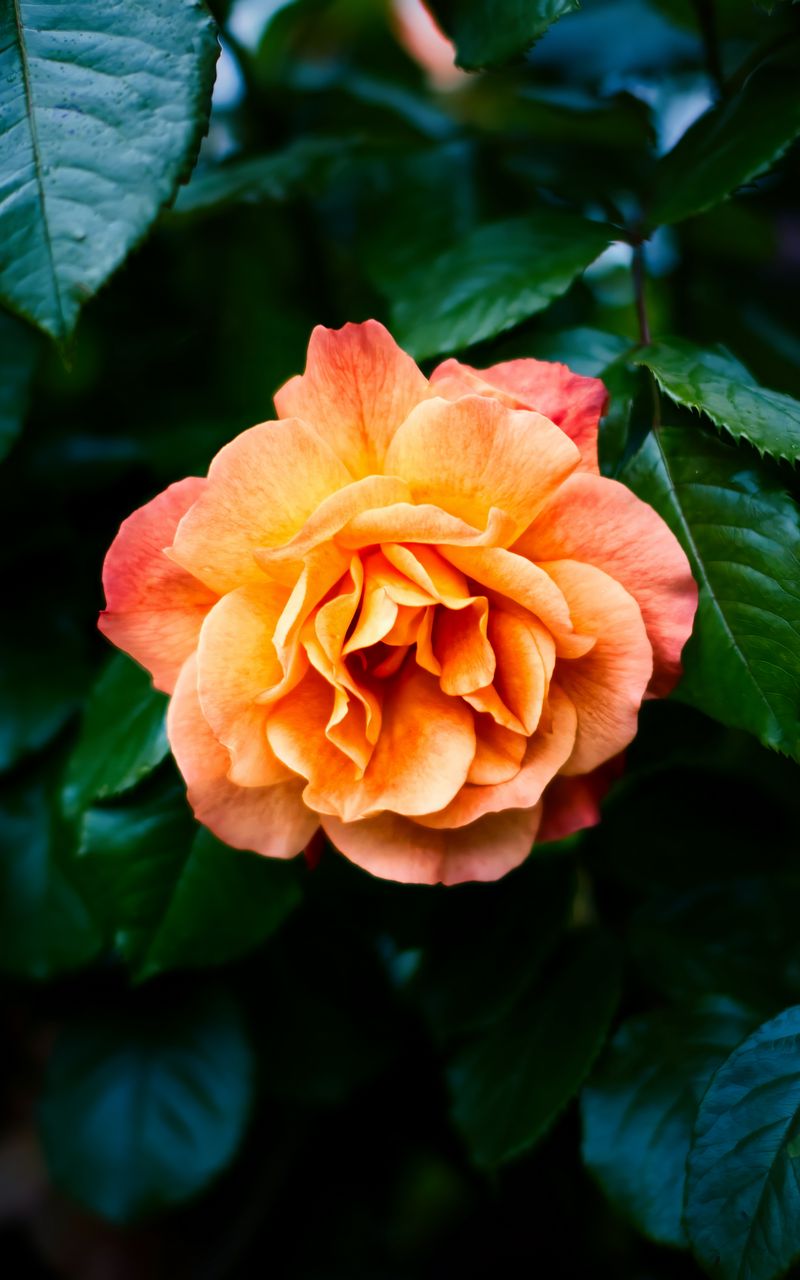 800x1280 Wallpaper rose, petals, flower, leaves, plant, bush, yellow