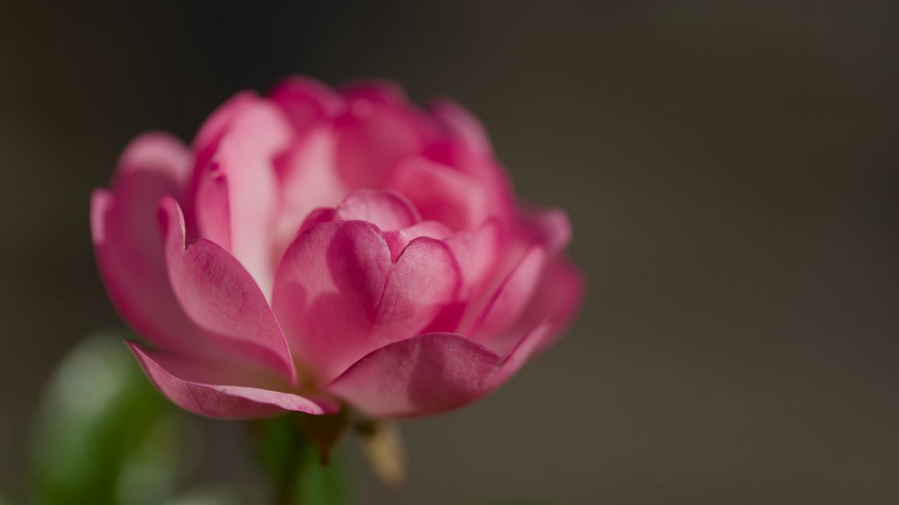 Wallpaper rose, petals, flower, macro, blur, pink