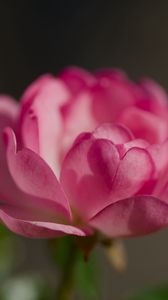 Preview wallpaper rose, petals, flower, macro, blur, pink