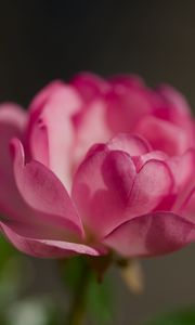 Preview wallpaper rose, petals, flower, macro, blur, pink