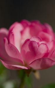 Preview wallpaper rose, petals, flower, macro, blur, pink