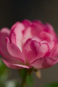Preview wallpaper rose, petals, flower, macro, blur, pink