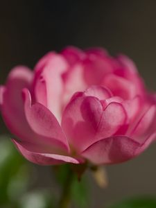 Preview wallpaper rose, petals, flower, macro, blur, pink