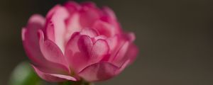Preview wallpaper rose, petals, flower, macro, blur, pink