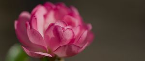 Preview wallpaper rose, petals, flower, macro, blur, pink