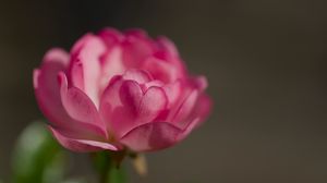 Preview wallpaper rose, petals, flower, macro, blur, pink