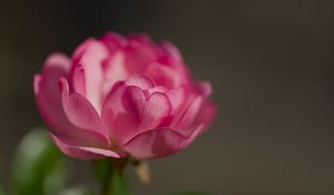 Preview wallpaper rose, petals, flower, macro, blur, pink