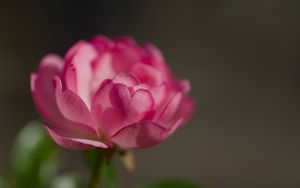 Preview wallpaper rose, petals, flower, macro, blur, pink