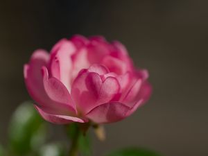 Preview wallpaper rose, petals, flower, macro, blur, pink