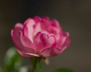 Preview wallpaper rose, petals, flower, macro, blur, pink