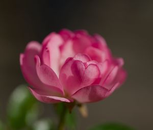 Preview wallpaper rose, petals, flower, macro, blur, pink