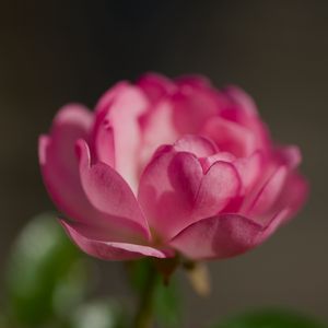 Preview wallpaper rose, petals, flower, macro, blur, pink