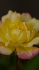 Preview wallpaper rose, petals, flower, macro, yellow